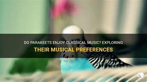 do parakeets like music? do they prefer classical or jazz?